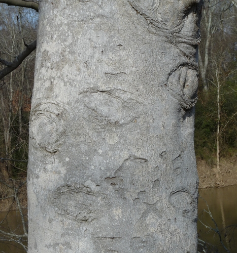 {Fagus grandifolia}